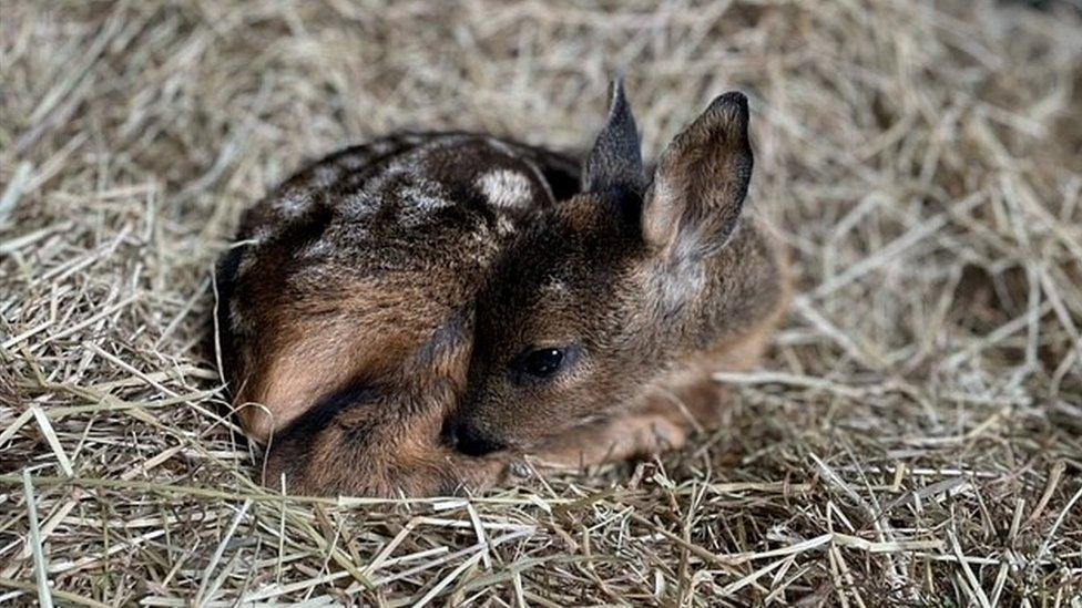 Fawn