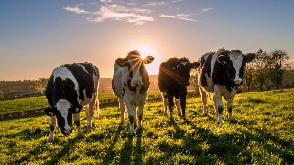 Cows in a field