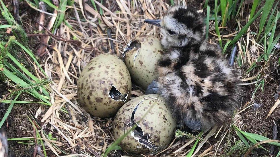 Curlew hatching