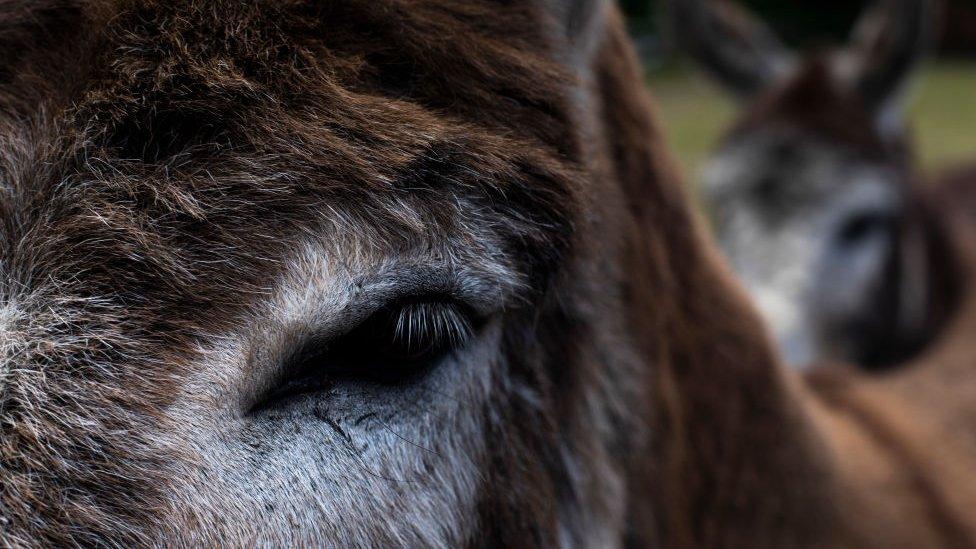 Donkey close up