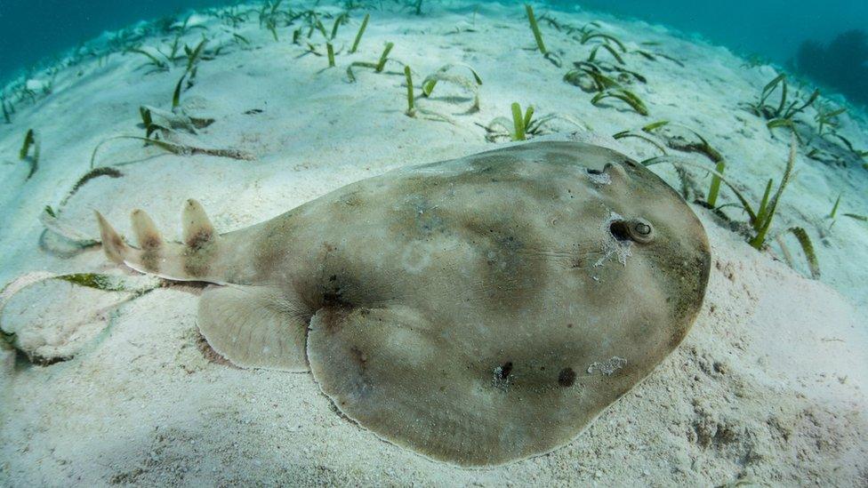 Caribbean electric ray