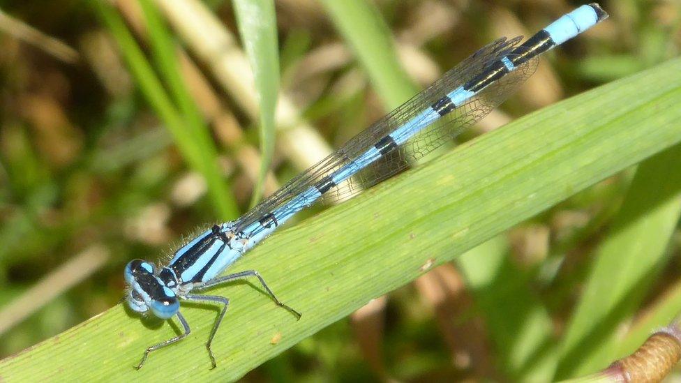 A dragonfly near St Mary's Church, Kidlington