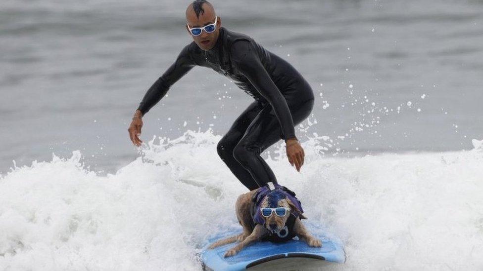 surfing dog and its owner