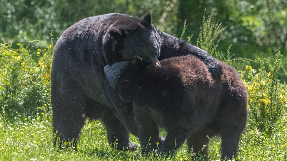 'I can't bear to be apart from you', said the North American grizzly bear to its partner