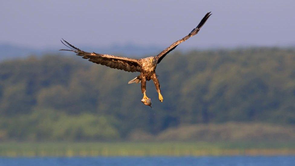 white-tailed eagle