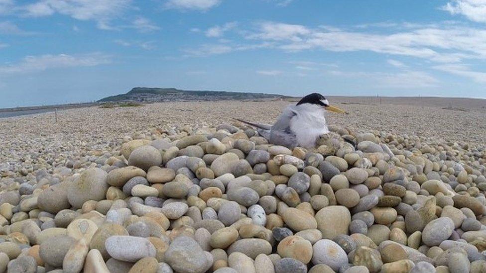 Little Tern