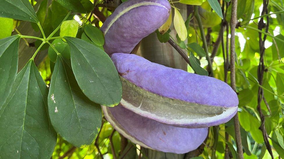 A chocolate vine