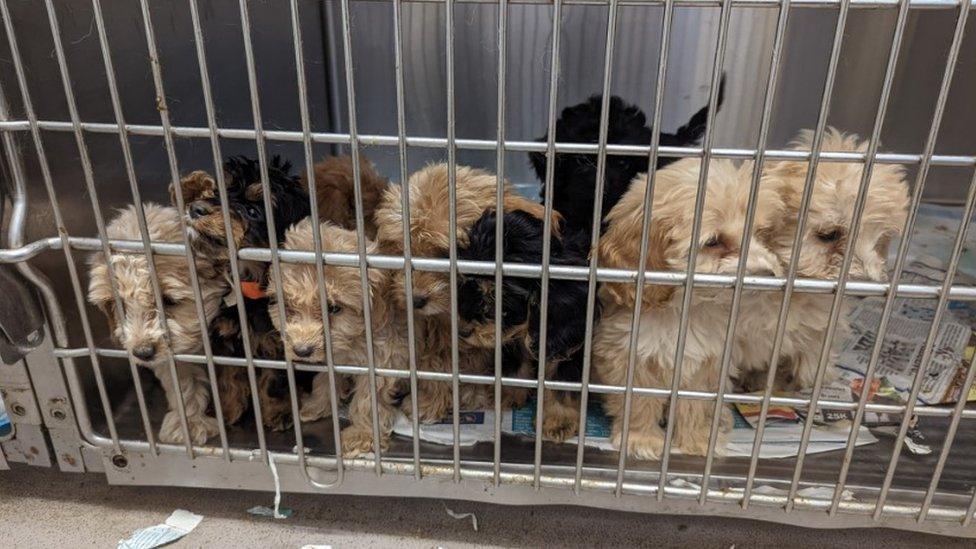 Puppies in cage