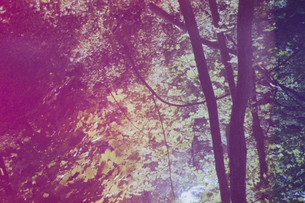 Trees at Castell Coch