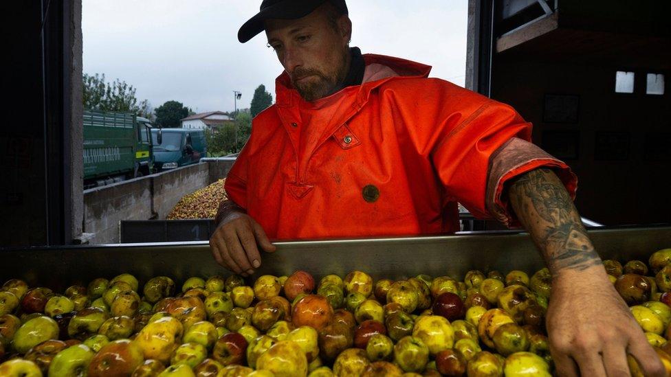 spain apple worker