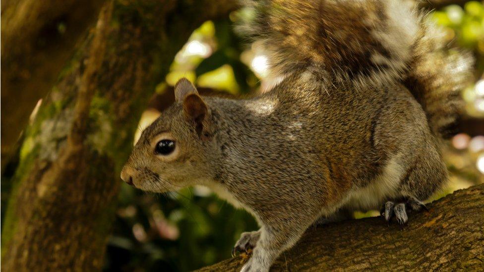 A squirrel at Swansea's Singleton Park, by Howell Morris