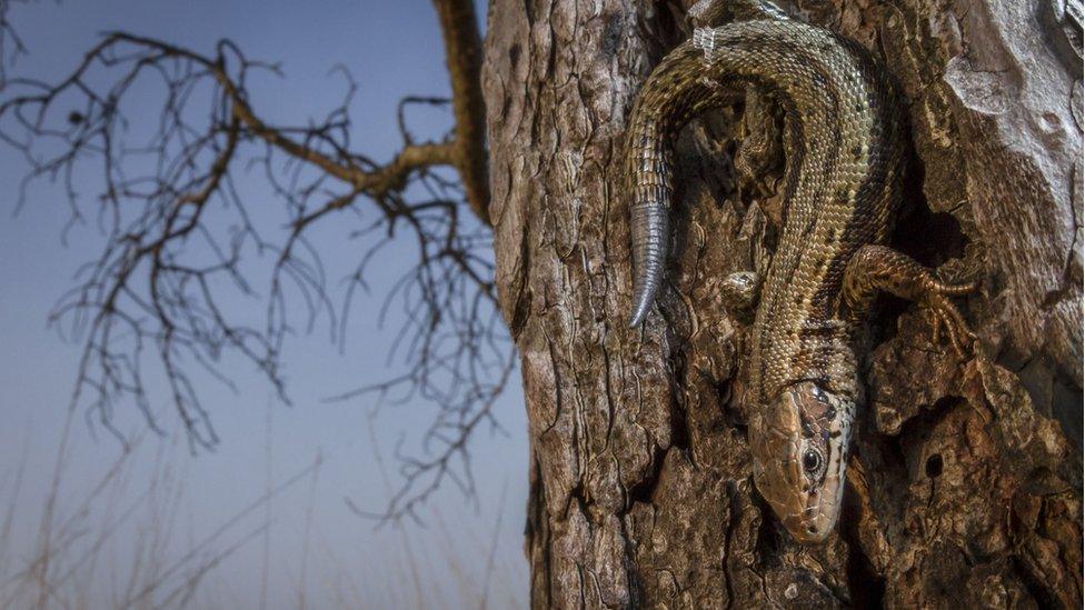 Lizard on a tree