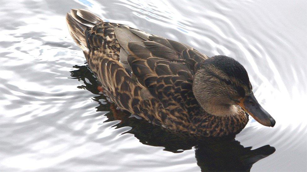 Mallard duck in a lake