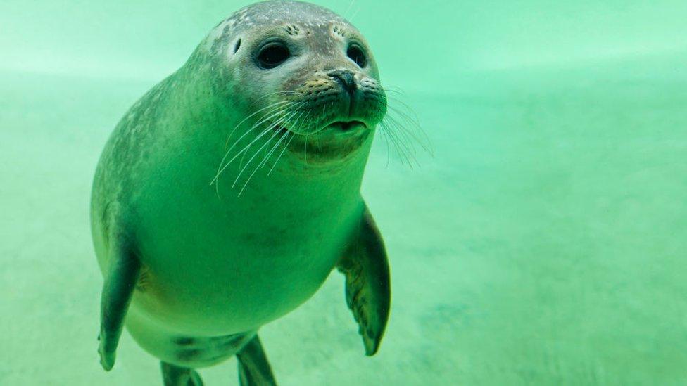 Harbour seal pup