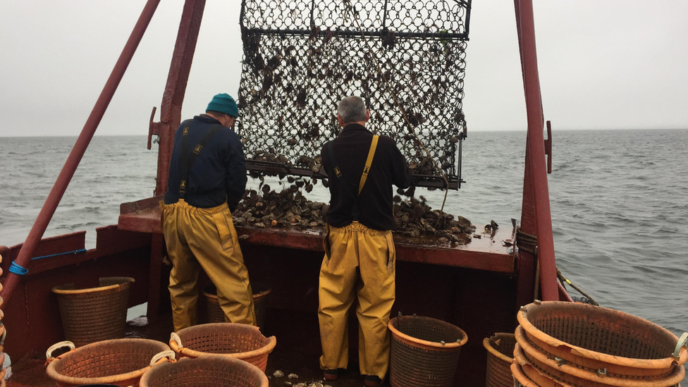 Fisherman catching oysters