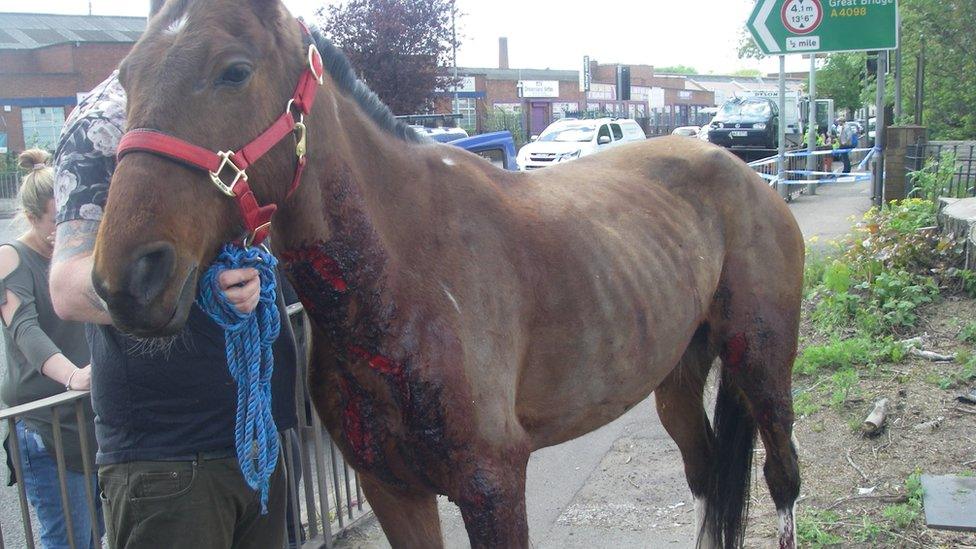 The horse standing after the collision