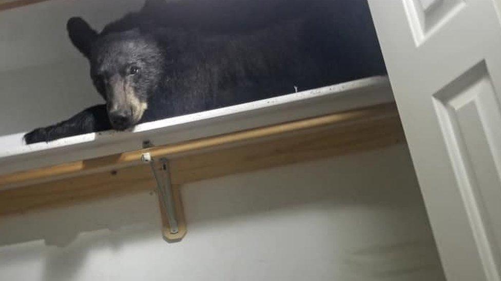 Bear sleeping in wardrobe