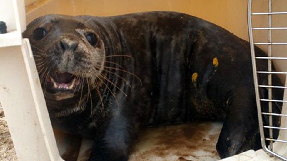 Seal being released