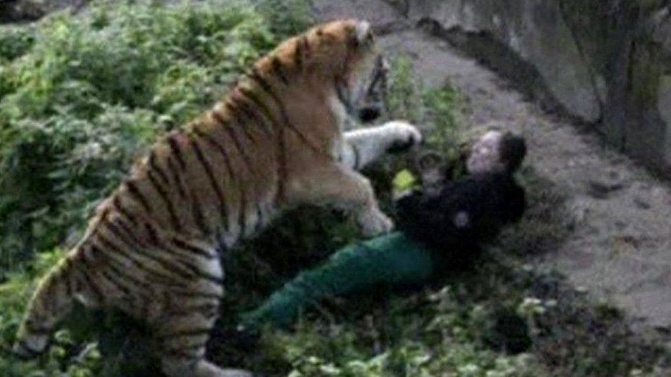 An onlooker took this photo of the tiger's sudden attack