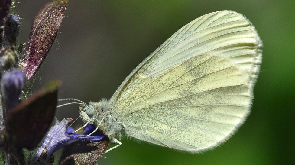 Wood White