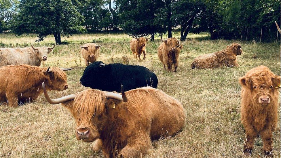 Cows in field