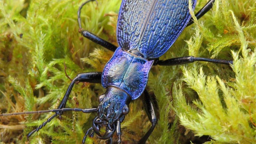 The Blue Ground Beetle