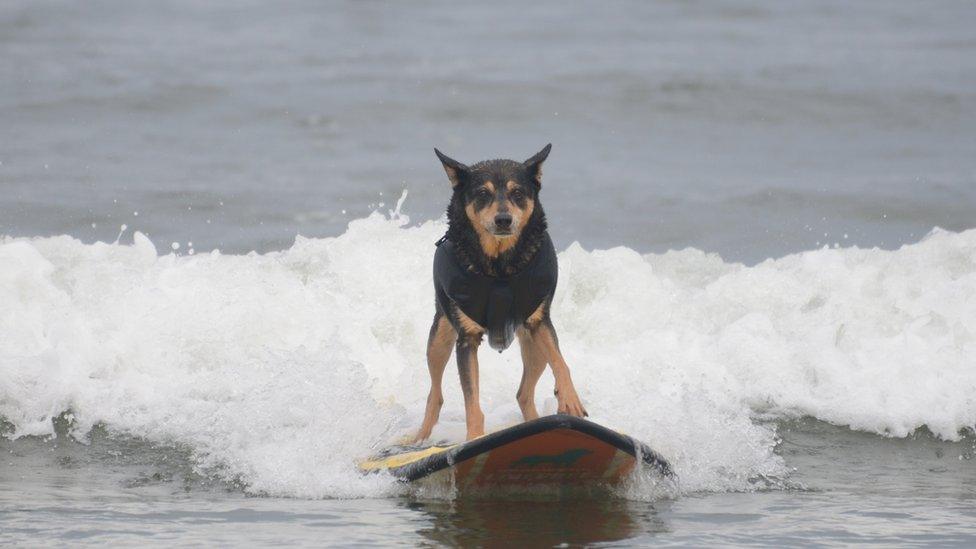 A dog surfing