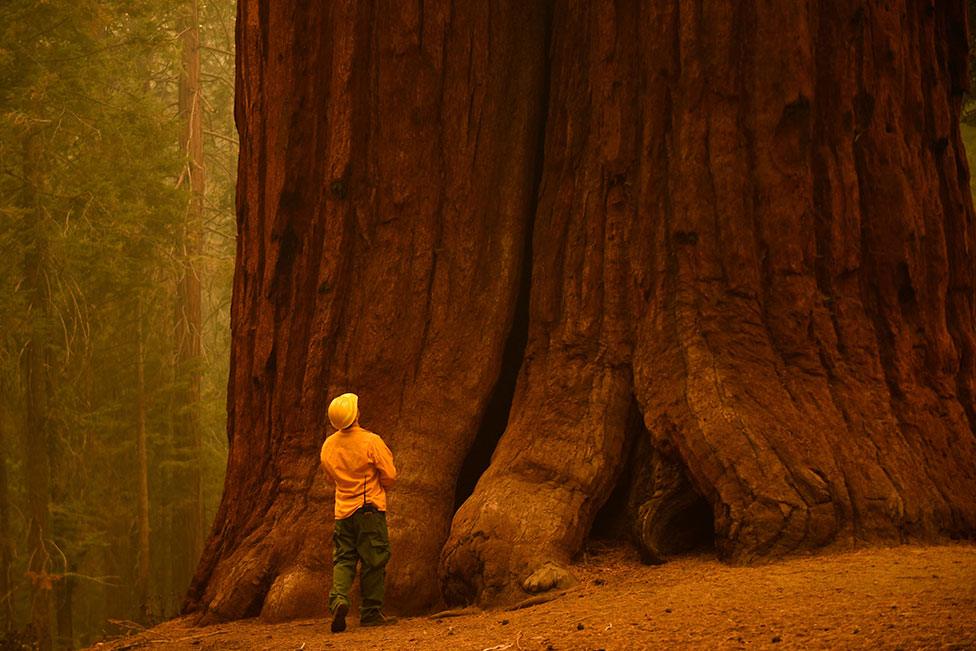 A fire fighter looks up at the base of a Giant Sequoia tree in Long Meadow Grove, California.