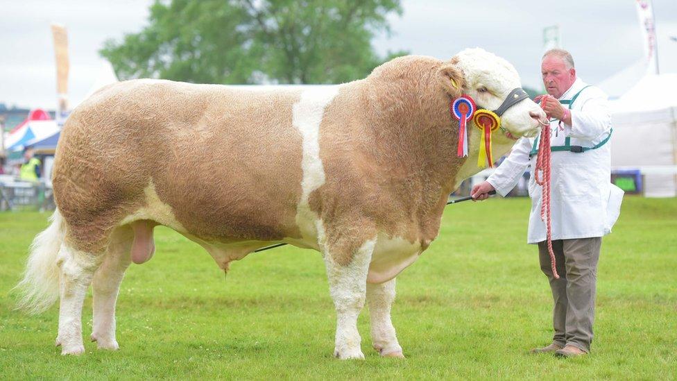 The 2019 GYS Supreme Beef winner, Heathbrow Important