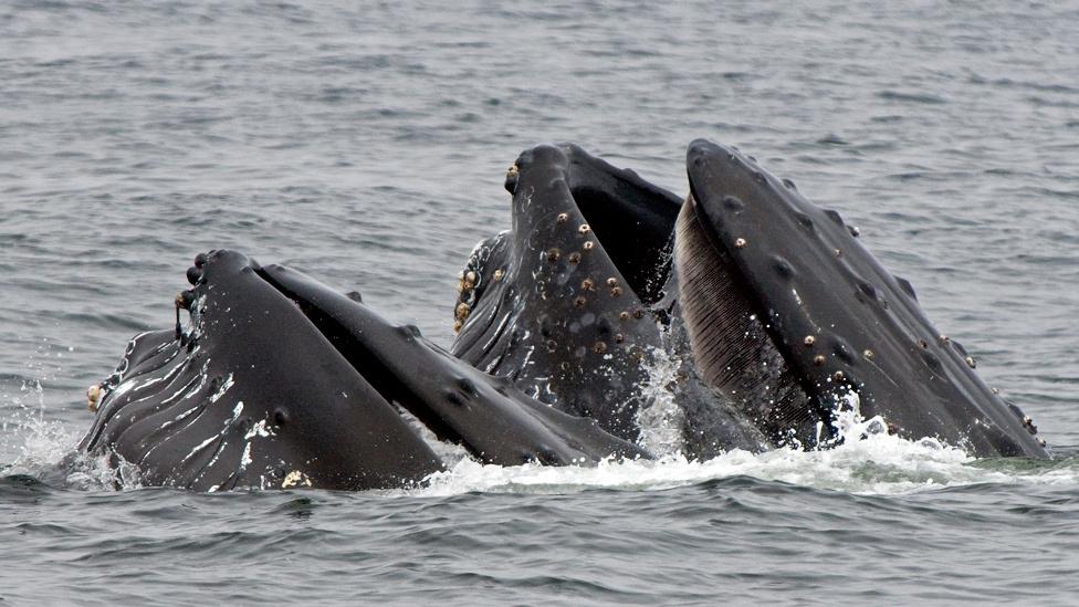 Lunge feeding