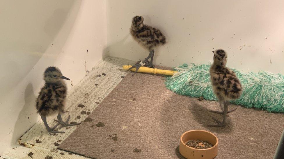 Curlew fledgling