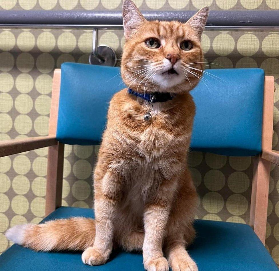 Jasper the cat sitting on a chair