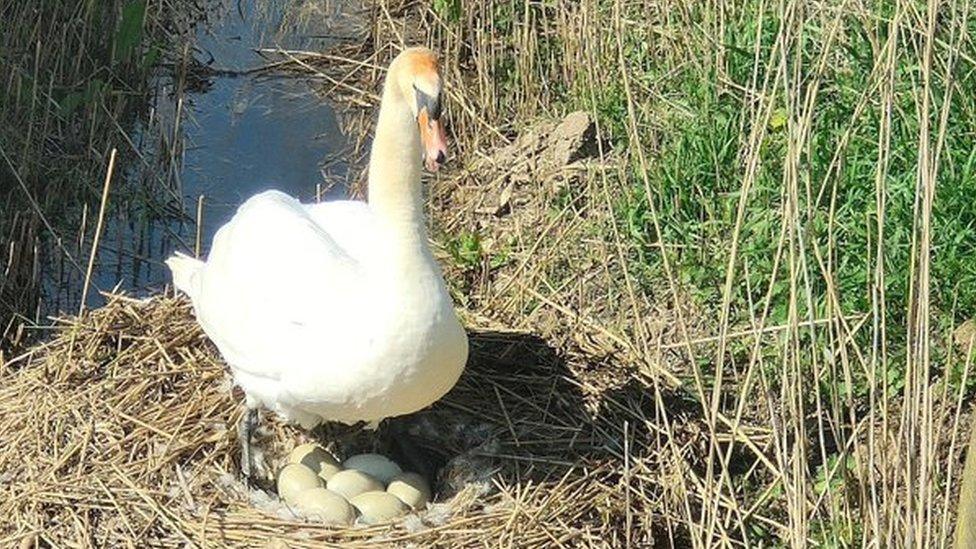 Nesting swan