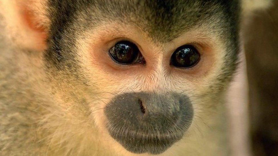 Bolivian squirrel monkey