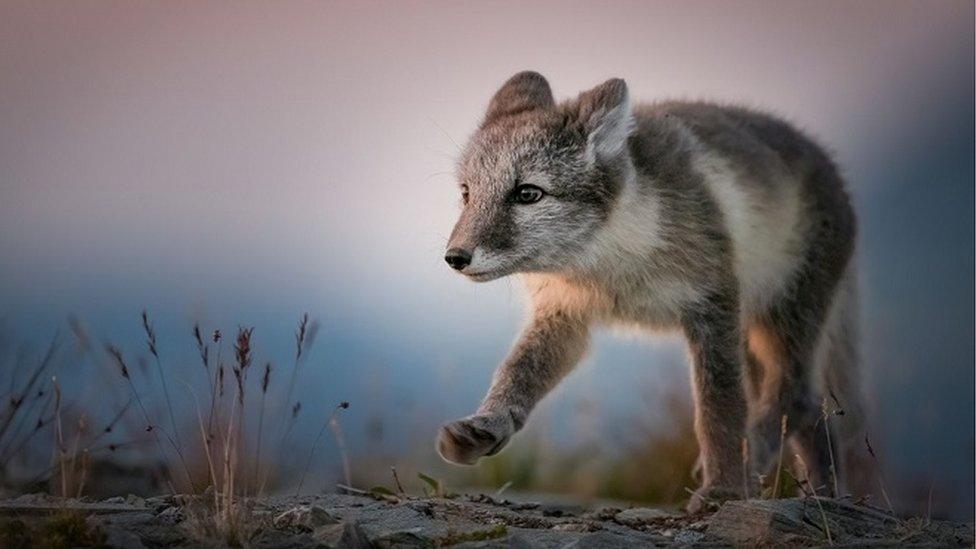 arctic fox cub