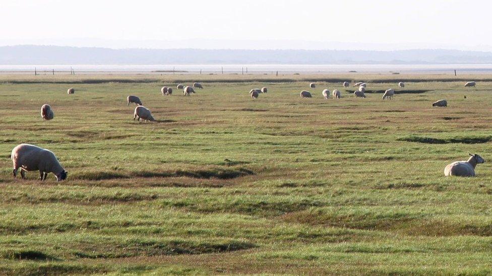 Gower salt marsh