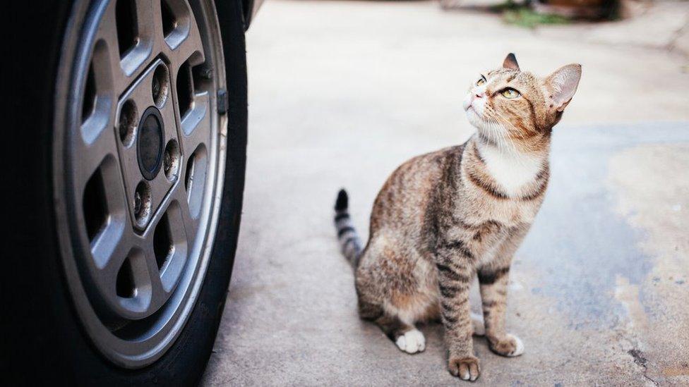 A cat on a road looking up at a stationary car