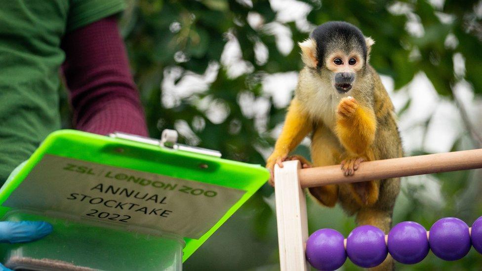 Photo of a monkey having a little snack on top of the abacus.