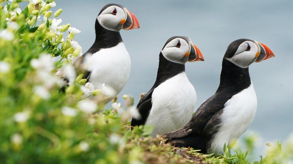 Puffins on the Farne Islands