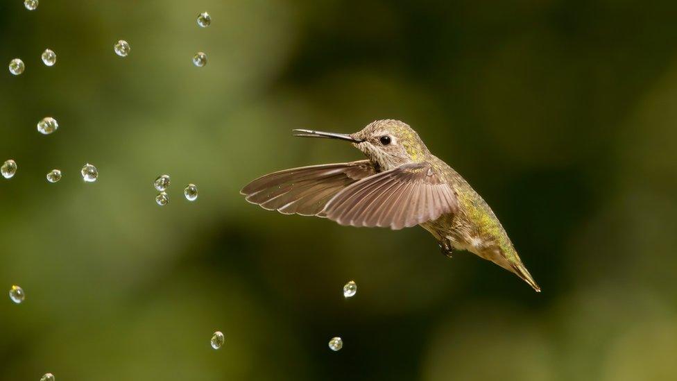 Hummingbird with water droplets.