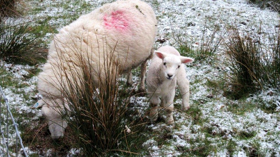 Y defaid a'r wyn ym Mhentre-cwrt, Llandysul