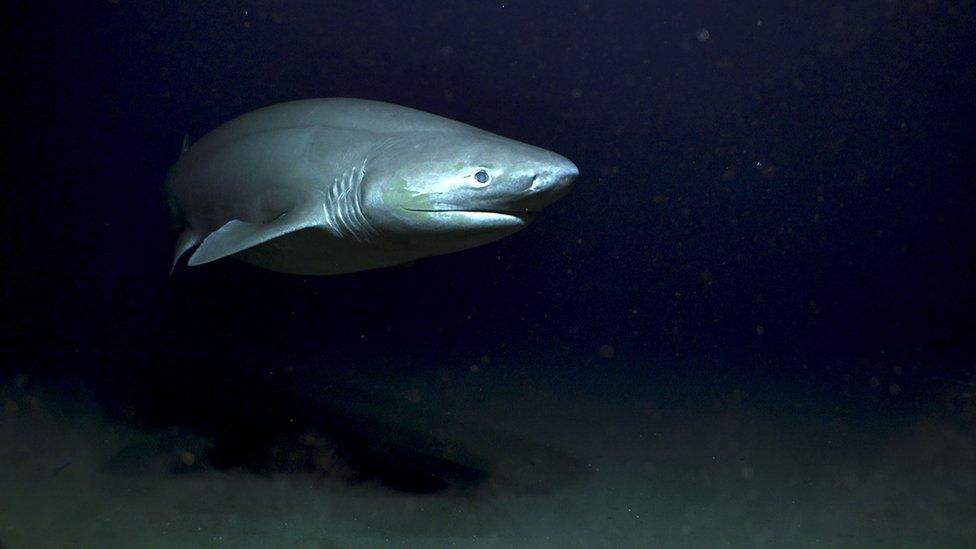 Bluntnose sixgill shark