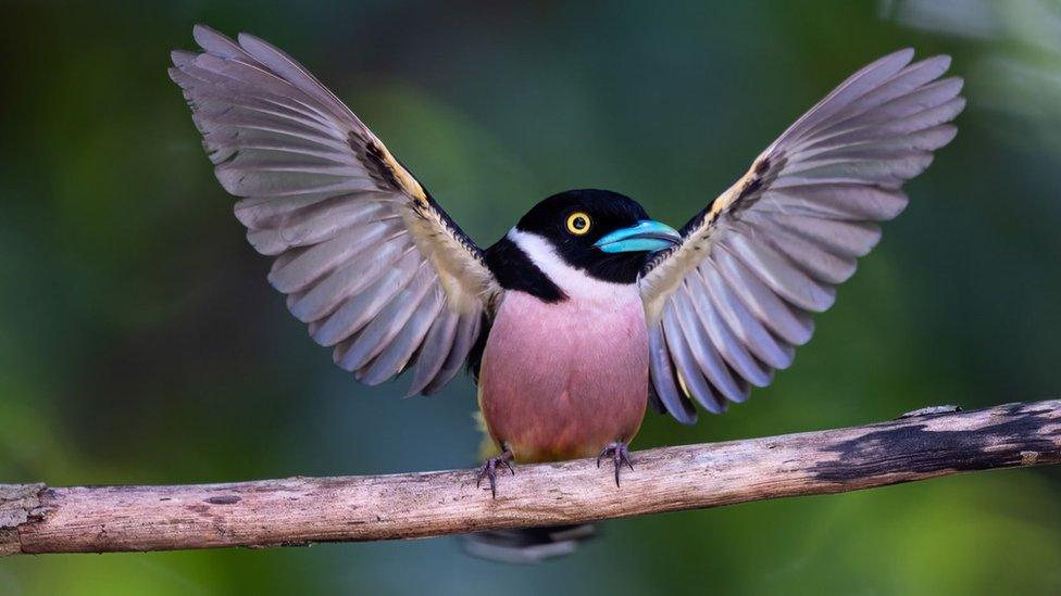 Black and yellow broadbill