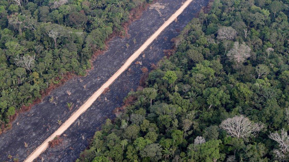 Road in amazon