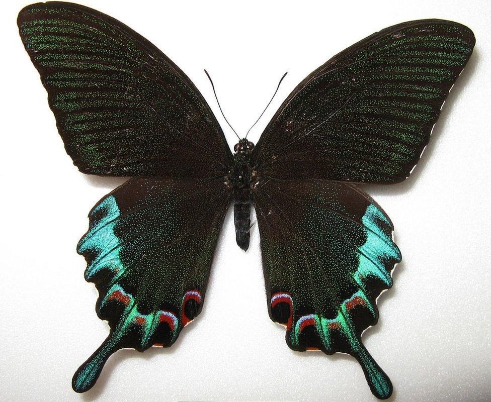 Picture of a Papilio Chikae butterfly (the Luzon peacock swallowtail)