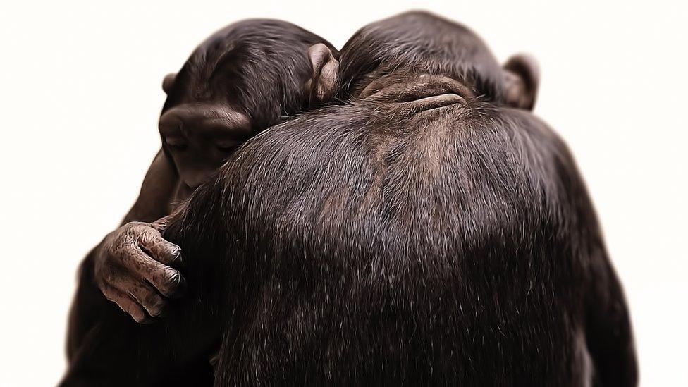 chimps-hugging