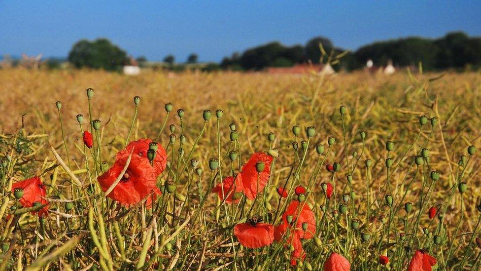 Field of flowers with blue sky