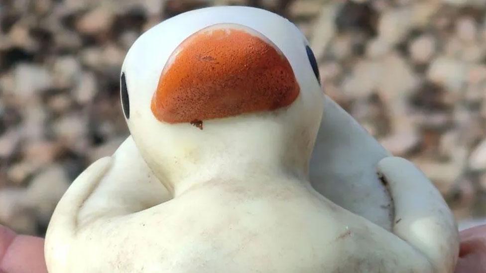 A close up of a washed-out plastic rubber duck, found on a beach