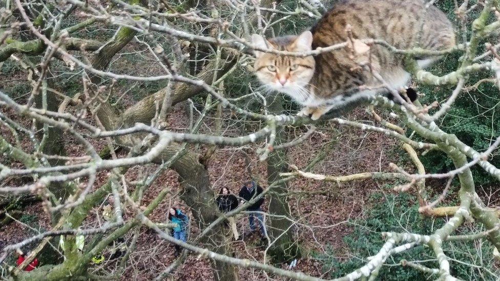 Cat stuck in tree