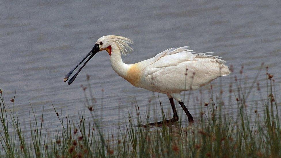 Common spoonbill